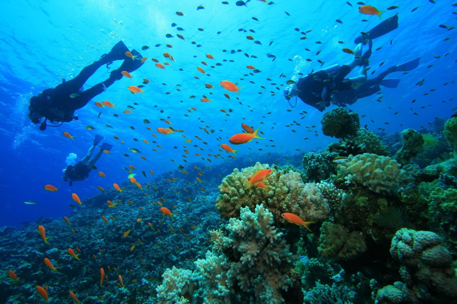 Pasikuda's Hidden Depths: Snorkeling the Vibrant Coral Reefs