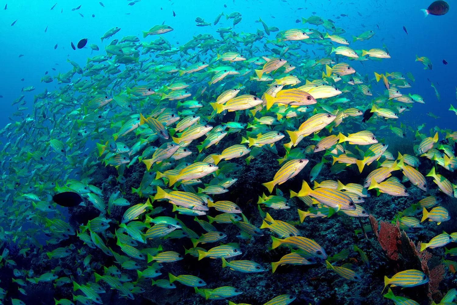 Kayankerni Marine Sanctuary: The Submerged Canvas